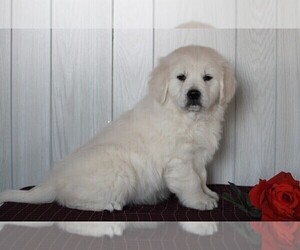 English Cream Golden Retriever Puppy for sale in FREDERICKSBURG, OH, USA
