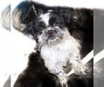 Small Photo #1 Shih Tzu Puppy For Sale in THAYER, KS, USA