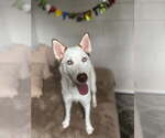 Small Siberian Husky Mix