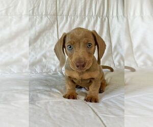 Boerboel Puppy for sale in SAN DIEGO, CA, USA