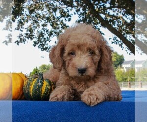Labradoodle-Poodle (Miniature) Mix Puppy for sale in GAP, PA, USA