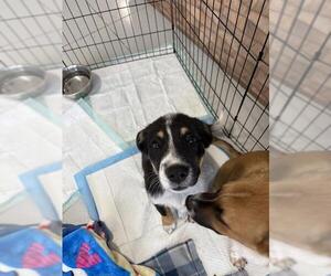 Anatolian Shepherd-Australian Shepherd Mix Dogs for adoption in Temple, TX, USA