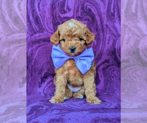 Poodle (Toy) Puppy for sale in LINCOLN UNIV, PA, USA