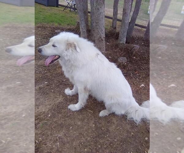 Medium Photo #6 Great Pyrenees Puppy For Sale in Spring, TX, USA