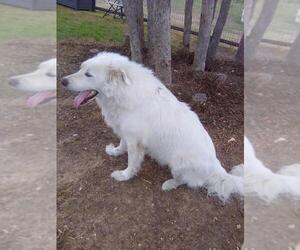 Sugar - Female Great Pyrenees Dog for Adoption - Photo #6