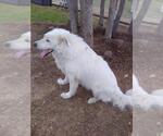 Small Photo #6 Great Pyrenees Puppy For Sale in Spring, TX, USA
