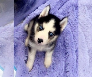 Siberian Husky Puppy for sale in SANDY HOOK, KY, USA