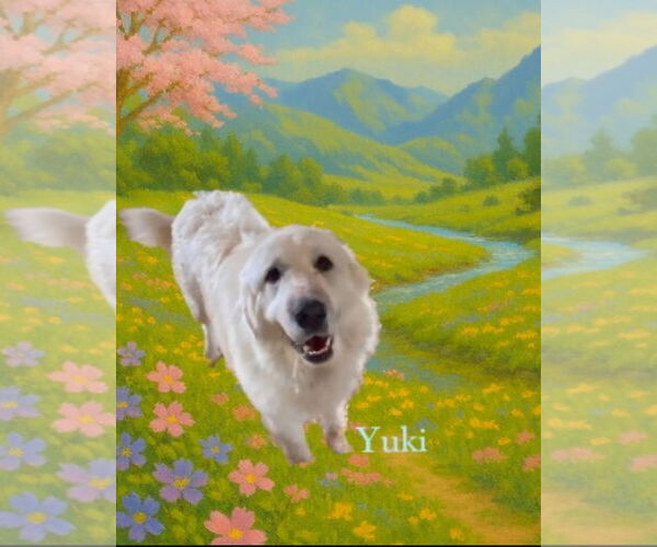 Medium Photo #4 Great Pyrenees Puppy For Sale in Croydon, NH, USA