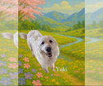 Small #3 Great Pyrenees