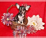 Puppy Egypt Chihuahua