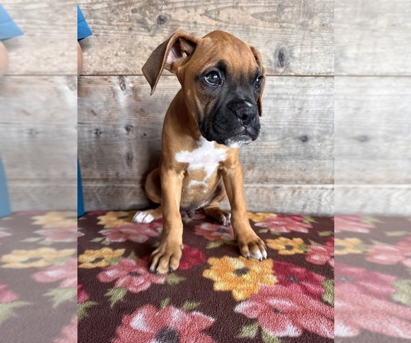 Medium Photo #3 Boxer Puppy For Sale in VERMONTVILLE, MI, USA