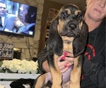 Small Photo #1 Bloodhound Puppy For Sale in STOCKTON, CA, USA