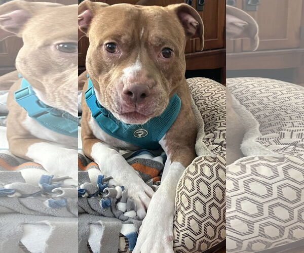 Medium Photo #6 Staffordshire Bull Terrier-Unknown Mix Puppy For Sale in Princeton, MN, USA