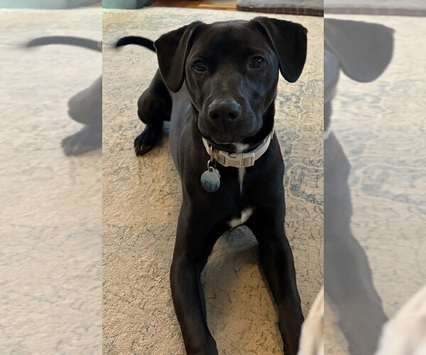 Medium Photo #3 Mutt Puppy For Sale in Candler, NC, USA