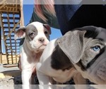 Small Photo #5 Olde English Bulldogge Puppy For Sale in CO SPGS, CO, USA