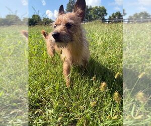 Mutt Dogs for adoption in Aurora, IN, USA