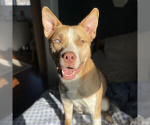 Siberian Husky-Unknown Mix Dogs for adoption in Princeton, MN, USA