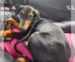 Small #2 Doberman Pinscher