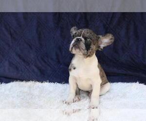 French Bulldog Puppy for sale in FISHER ISLAND, FL, USA