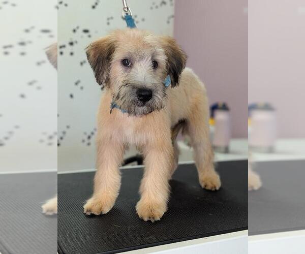Medium Photo #2 Soft Coated Wheaten Terrier Puppy For Sale in PHELAN, CA, USA