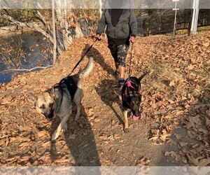 German Shepherd Dog Puppy for sale in BAKERSFIELD, CA, USA