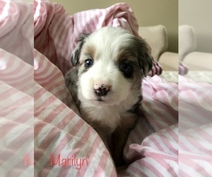 Miniature Australian Shepherd Puppy for sale in NEW HAMPTON, NY, USA