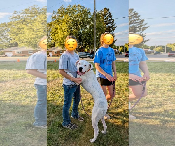 Medium Photo #1 Boxer-Unknown Mix Puppy For Sale in Germantown, OH, USA