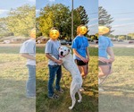 Small Boxer Mix