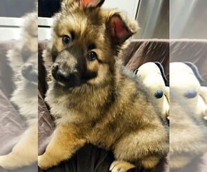 German Shepherd Dog Puppy for sale in ENOLA, PA, USA