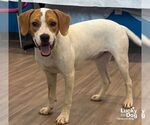 Small #1 Labrador Retriever-Treeing Walker Coonhound Mix