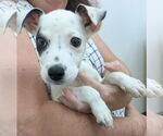 Small Mutt