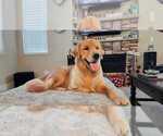 Small Photo #1 Golden Retriever Puppy For Sale in RENO, NV, USA
