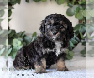 Cavachon Puppy for sale in GORDONVILLE, PA, USA