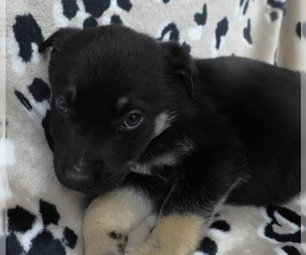 Medium Photo #1 Mutt Puppy For Sale in Thief River Falls, MN, USA