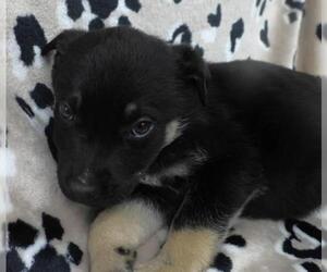 Mutt Dogs for adoption in Thief River Falls, MN, USA