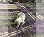 Puppy Puppy 3 Italian Greyhound
