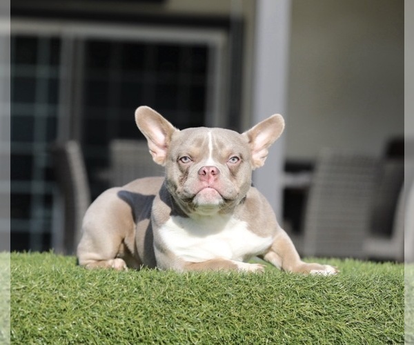 Medium Photo #1 American Bully Puppy For Sale in EMPIRE STATE, NY, USA