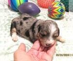 Small #1 Chiweenie-Poodle (Toy) Mix