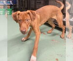 Small #3 Boxer Mix