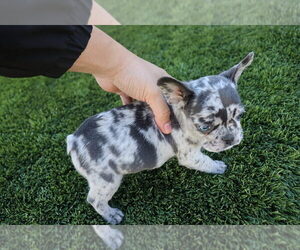 French Bulldog Puppy for sale in SCOTTSDALE, AZ, USA