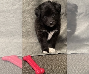 Sheprador Puppy for sale in SILVER CREEK, NY, USA