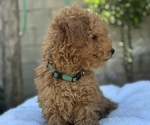 Puppy Puppy 2 Goldendoodle (Miniature)