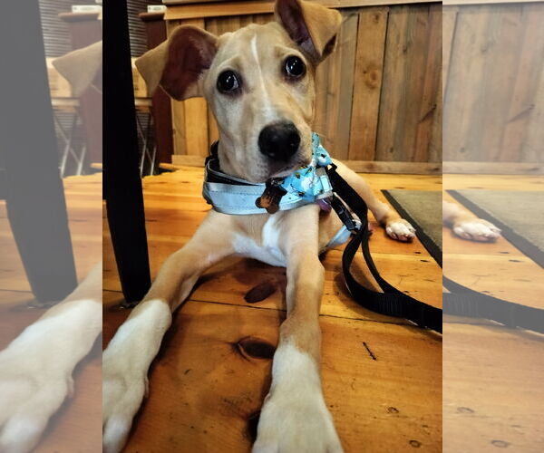 Medium Photo #1 Catahoula Leopard Dog-Labrador Retriever Mix Puppy For Sale in Sanford, FL, USA