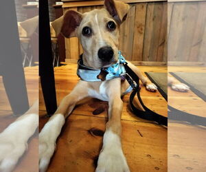Catahoula Leopard Dog-Labrador Retriever Mix Dogs for adoption in Sanford, FL, USA