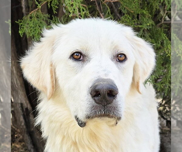 Medium Photo #1 Great Pyrenees Puppy For Sale in Albuquerque, NM, USA