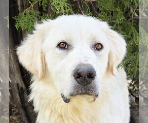 Great Pyrenees Dogs for adoption in Albuquerque, NM, USA