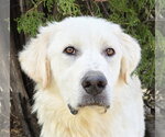 Small Great Pyrenees