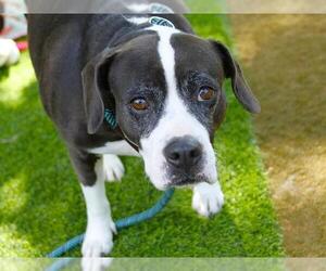 Labbe Dogs for adoption in Tallahassee, FL, USA