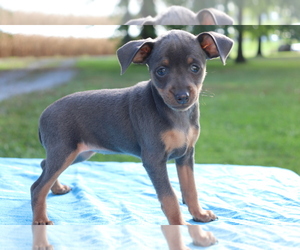 Miniature Pinscher Puppy for sale in SHILOH, OH, USA
