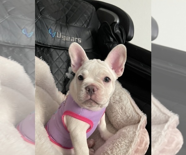 Medium Photo #16 French Bulldog Puppy For Sale in SAN BERNARDINO, CA, USA